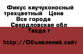 Фикус каучуконосный трехцветный › Цена ­ 500 - Все города  »    . Свердловская обл.,Тавда г.